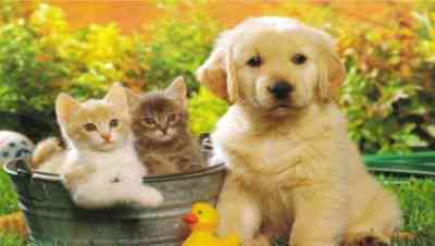 Imagem7