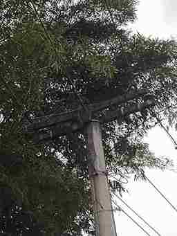 Vídeo: Incêndio na rede elétrica sobre bambuzal na Av. Cesar Rusciolelli preocupa moradores